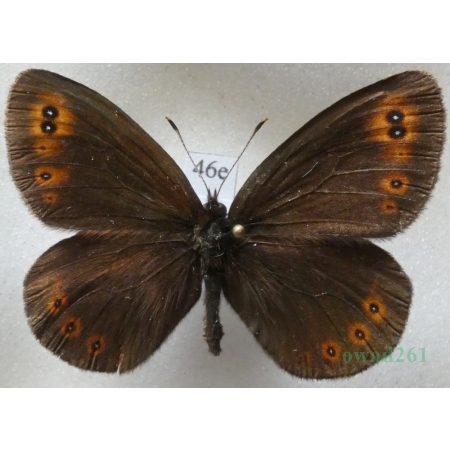 Erebia medusa (Denis & Schiffermüller, 1775) Górówka meduza Poland46e